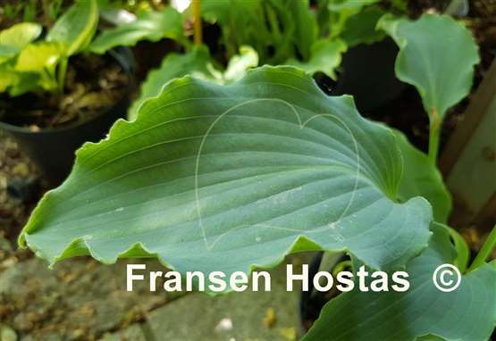 Hosta Tears in Heaven